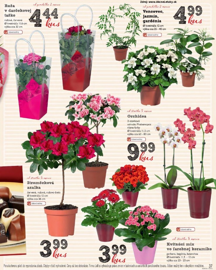let�k ak�n� let�k Lidl strana 37