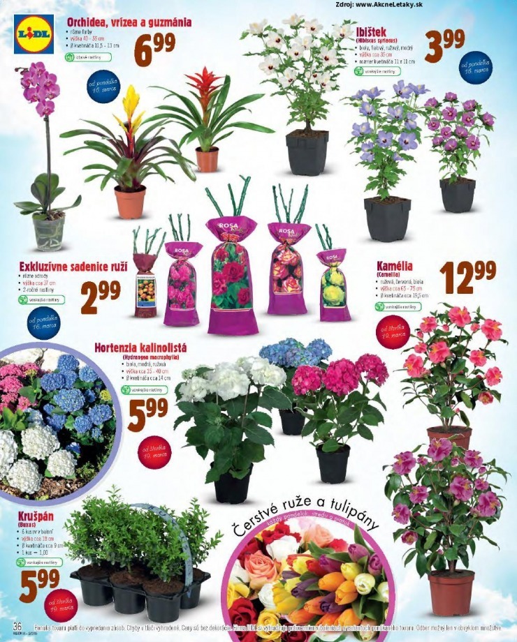 let�k mimoriadn� let�k Lidl strana 36